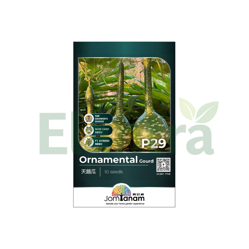 P29 ORNAMENTAL GOURD